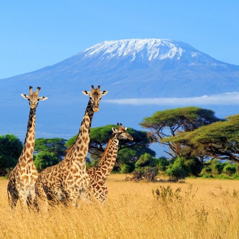 giraffes and Kilimanjaro 